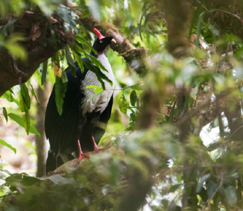 Horned guan - Photo: Dave Krueper